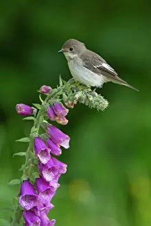 Wales: BIRD. Pied Flycatcher, female