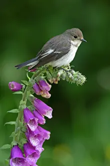 Wales: BIRD. Pied Flycatcher, female