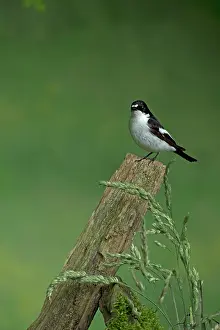 Ficedula: BIRD Pied Flycatcher ( male )