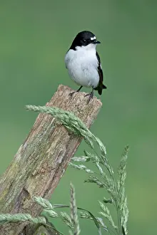 Ficedula: BIRD Pied Flycatcher ( male )