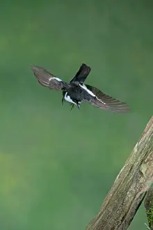 Ficedula: BIRD Pied Flycatcher ( male ) in flight BIRD Redstart