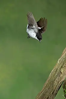 Ficedula: BIRD Pied Flycatcher ( male ) in flight BIRD Redstart