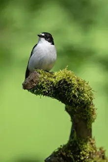 Wales: BIRD. Pied Flycatcher, male, on a perch