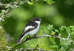 Wales: BIRD. Pied Flycatcher, male, on a perch