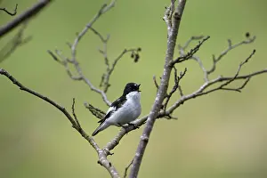 Ficedula: BIRD Pied Flycatcher ( male ) singing