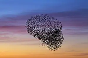 Attacking: Bird of prey attacking European starling (Sturnus
