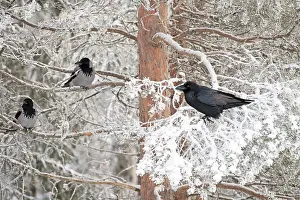 Ravens: BIRD. Raven in frosty tree with Hooded Crows
