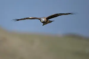 Kite: BIRD. Red Kite, inflight