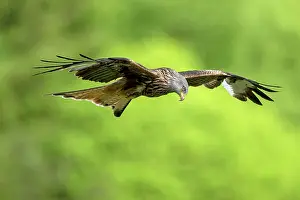 Kite: BIRD. Red Kite, inflight