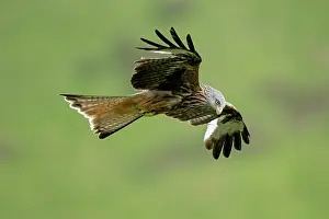 Kite: BIRD. Red Kite, inflight