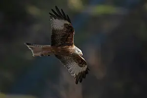 Kite: BIRD. Red Kite, inflight
