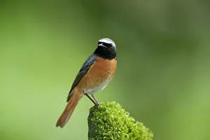 Phoenicurus: BIRD Redstart ( Male )