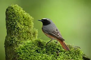 Phoenicurus: BIRD Redstart ( Male )