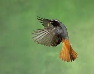 Phoenicurus: BIRD Redstart ( Male ) in flight