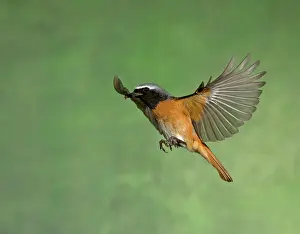 Phoenicurus: BIRD Redstart ( Male ) in flight