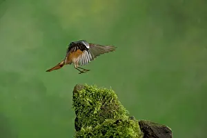Phoenicurus: BIRD Redstart ( Male ) in flight