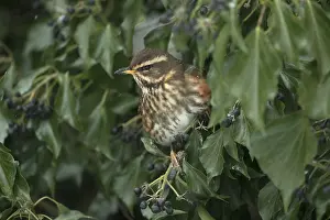 Redwing: BIRD. Redwing, feeding on Ivy berries with snow falling