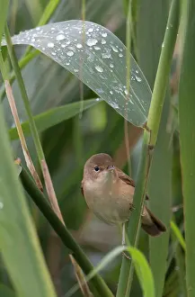 Acrocephalus: BIRD Reed Warbler in reeds with rain drops