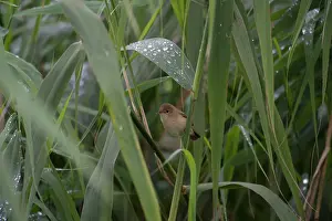 Acrocephalus: BIRD Reed Warbler in reeds with rain drops