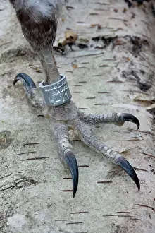 Ringing: Bird Ringing