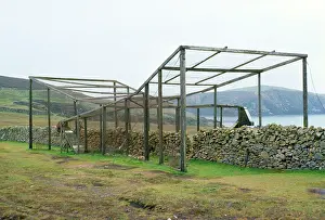 Roberta Gooders: Bird Ringing - Heligoland trap - Fair Isle