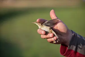 Releasing: Bird Ringing man releasing a Reed Warbler