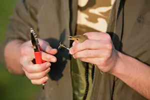 Acrocephalus: Bird Ringing man ringing a Reed Warbler