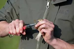 Acrocephalus: Bird Ringing man ringing a Reed Warbler