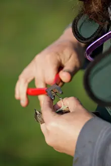 Acrocephalus: Bird Ringing man ringing a Sedge Warbler