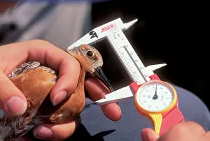 Measuring: Bird Ringing & Measuring size - Banding & collecting