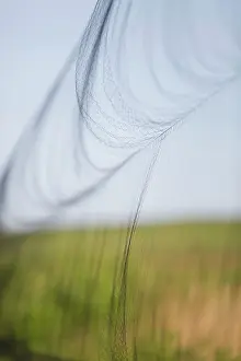 Acrocephalus: Bird Ringing mist net
