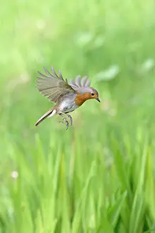 310517: BIRD. Robin in flight