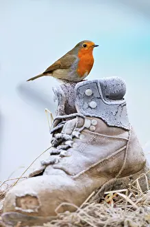 Shoes: Bird. Robin on frosty boot