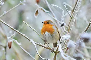 Robins: Bird - Robin in frosty setting