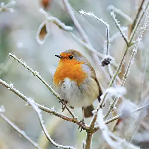 Robins: Bird - Robin in frosty setting