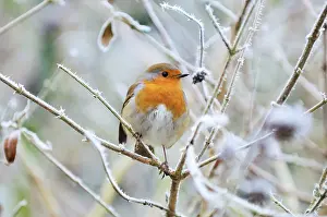 Robin: Bird - Robin in frosty setting