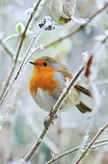 Robin: Bird - Robin in frosty setting