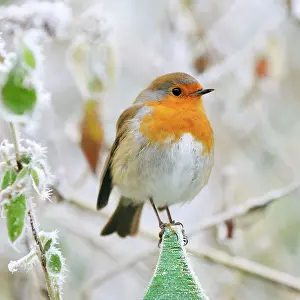 Post: Bird - Robin in frosty setting
