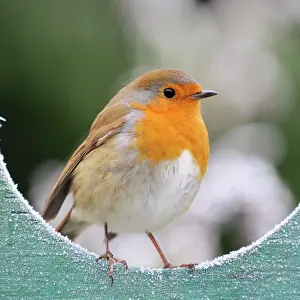 Post: Bird - Robin in frosty setting