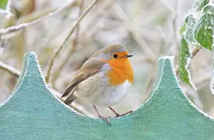 Post: Bird - Robin in frosty setting
