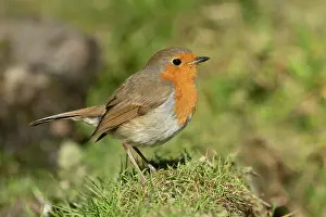 170720: BIRD. Robin, on the ground, side view