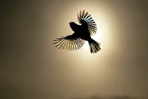 Robin: BIRD. Robin inflight into the sun
