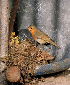 Mark Walker: BIRD - Robin nesting in garden shed in May