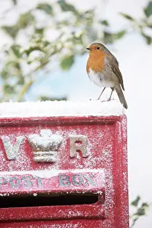Postal: BIRD. Robin on old red letterbox in snow