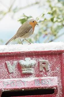 Postal: BIRD. Robin on old red letterbox in snow