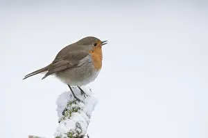 130318: BIRD Robin singing in the snow