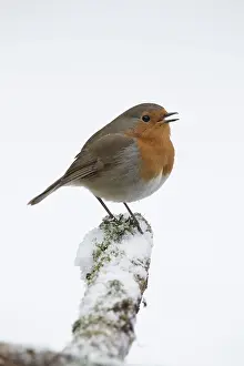 130318: BIRD Robin singing in the snow