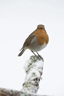 130318: BIRD Robin singing in the snow