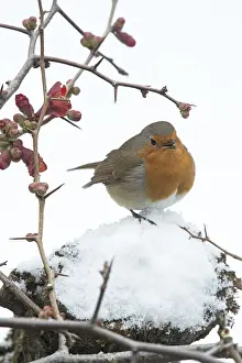 130318: BIRD Robin singing in the snow