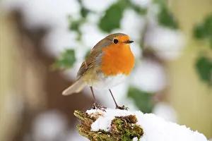 Robin: BIRD - Robin in snow